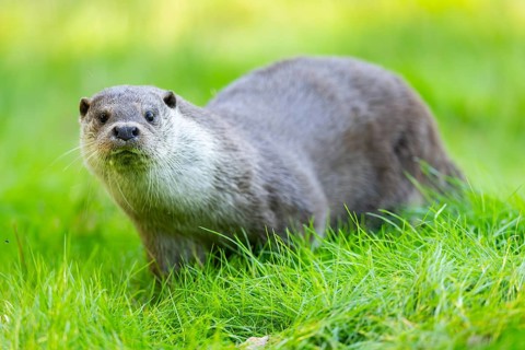Eurasian otter (Lutra lutra) on a meadow, Hesse, Germany