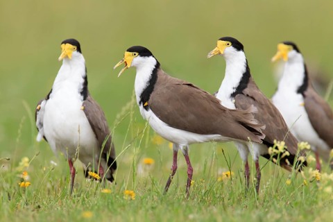 Masked Lapwing (Vanellus miles), Tasmania, Australia
