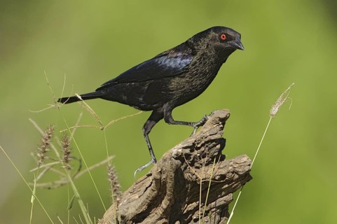 Bronzed Cowbird (Molothrus aeneus), Texas, USA