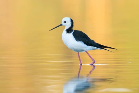 White-headed Stilt (Himantopus leucocephalus), Victoria, Australia