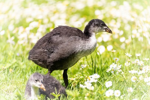 Eurasian Coot chicks (Fulica atra) standing in a meadow, one lying down, profile view, close-up,