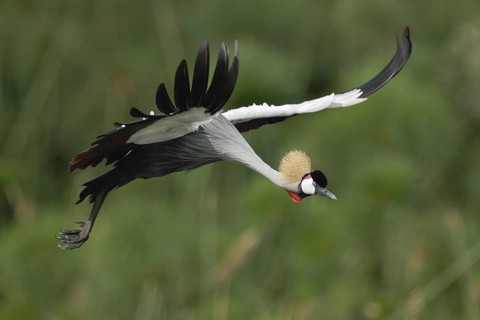 Grey Crowned Crane (Balearica regulorum) flying, Uganda