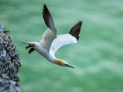 Northern Gannet, Morus bassanus, bird in flight over sea, Bempton Cliffs, North Yorkshire, England,