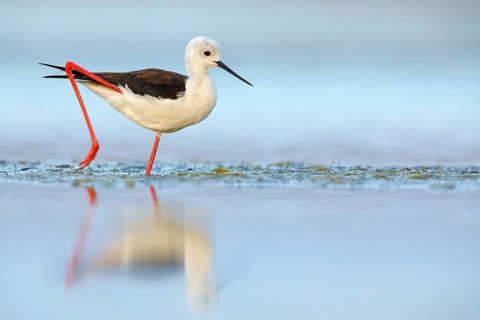 Black-winged Stilt, (Himantopus himantopus), avocet family, biotope, habitat, foraging, East Khawr