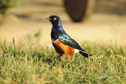 Superb Starling (Lamprotornis superbus), Tsavo East National Park, Kenya
