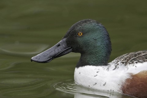 Northern Shoveler (Spatula clypeata) male, California, USA