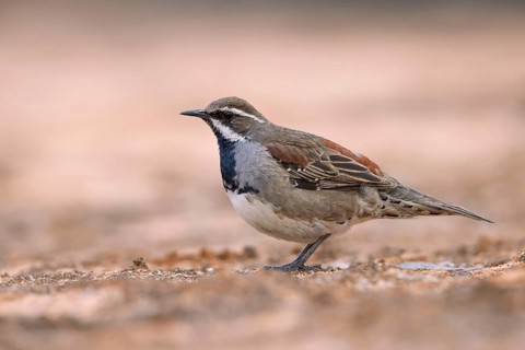 Chestnut Quail-thrush (Cinclosoma castanotum) young male perched on the ground, Victoria, Australia