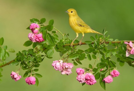 American Yellow Warbler (Setophaga aestiva) perched on a flowering branch, Texas, USA