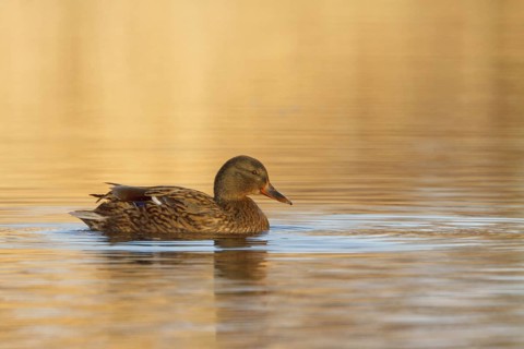 Mallard (Anas platyrhynchos) female, Utrecht, Netherlands