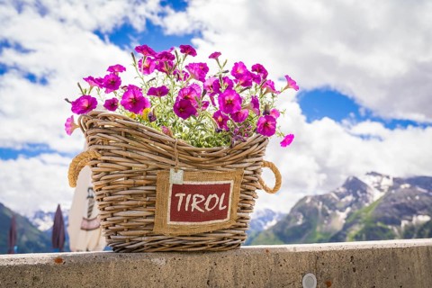 A basket of purple flowers with a Tyrol sign stands on a wall in front of a mountain landscape,