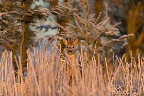 Roe deer standing in hoar frosted dead stinging nettle at minus 15 °C at sunrise. Trees and dead