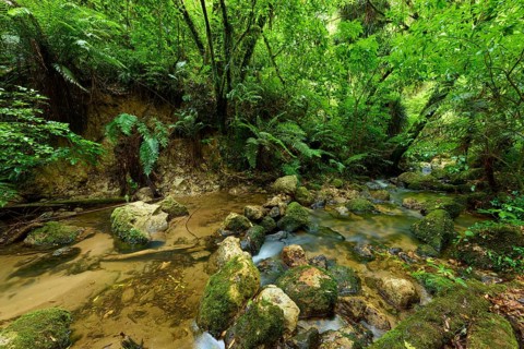 A small stream flows through a dense, green forest full of moss and stones, Waterfall track,