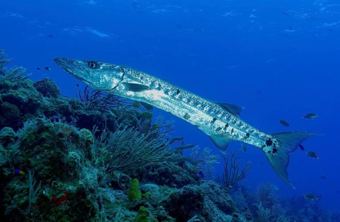 Great barracuda (Sphyraena barracuda), Caribbean, Maria la Gorda, Cuba