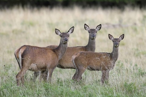 Red deer (Cervus elaphus) hind with calves foraging in meadow in late summer