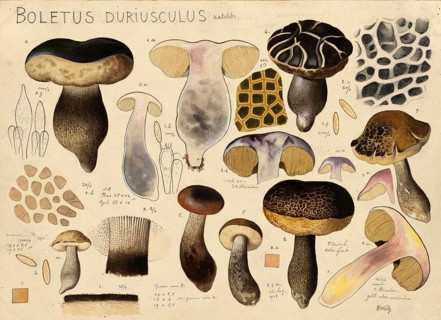 Mushroom, mushrooms, Leccinum duriusculum, porcini mushroom of the genus Leccinum, authentic
