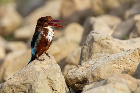 Brown kingfisher, (Halcyon smyrnensis), animals, birds, kingfisher, kingfishers, Tirat Zvi Fish