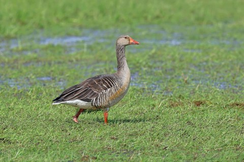 Grey goose (Anser anser) on a moor, Dümmer, Lake Dümmer, Ochsenmoor, Hüde, Lower Saxony, Germany