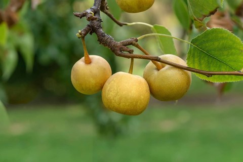 Nashi pear (Pyrus pyrifolia 'Shinseiki'), LVG Erfurt, Federal Republic of Germany