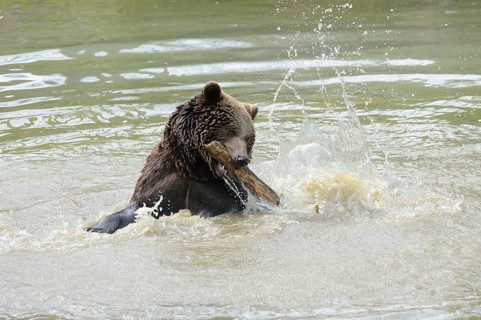A bear playing in the water, splashing water around him, Eurasian brown bear (Ursus arctos arctos),