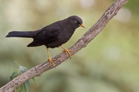 Sooty Robin (Tardus nigrescens) perched on a branch in Costa Rica, Central America