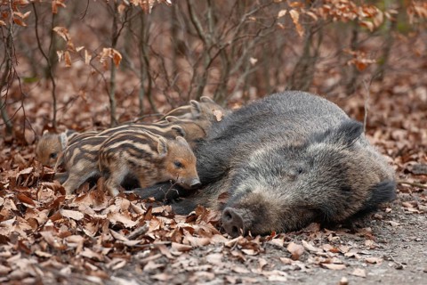 Wild boar, wild boar (Sus scrofa), a female lies on the ground and suckles young boars in the