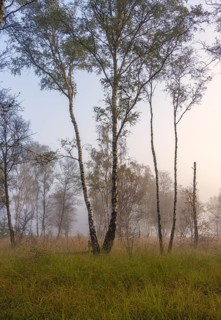 Early morning fog, landscape in and around Wittmoor, Norderstedt, Schleswig-Holstein, Germany