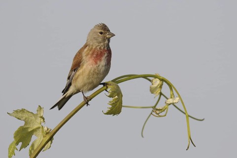 Common Linnet (Linaria cannabina) male, Austria