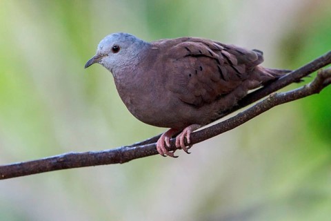 Ruddy Ground Dove (Columbina talpacoti) perched on a branch in the Atlantic rainforest of southeast