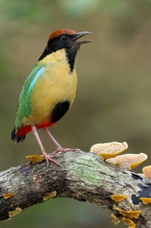 Noisy Pitta (Pitta versicolor) perched on a branch in eastern Australia