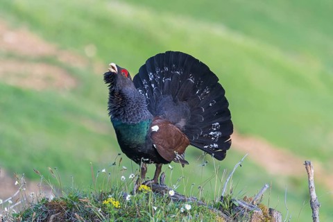Auerhuhn (Tetrao urogallus) Western Capercaillie