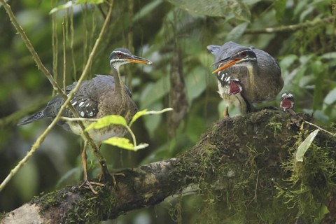 Sunbittern (Eurypyga helias) chick, Costa Rica