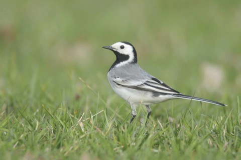 White Wagtail (Motacilla alba), North Rhine-Westphalia, Germany