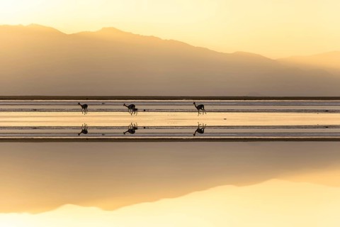 In the Andean Highlands of La Puna, Argentina, a group of vicunas gracefully roam the reflective