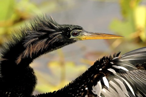 Anhinga (Anhinga anhinga), Florida, USA
