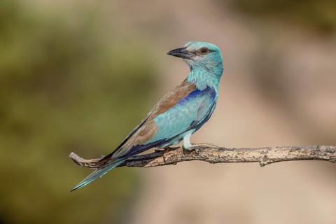 European scooter (Coracias garrulus) sitting on a branch. Saint-Gilles, Nimes, Gard, France