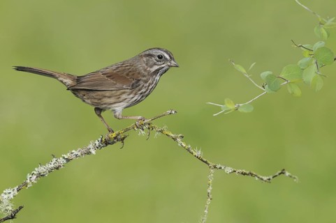 Song Sparrow (Melospiza melodia), British Columbia, Canada
