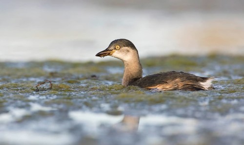 Australasian Grebe (Tachybaptus novaehollandiae), Victoria, Australia