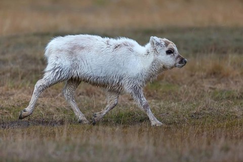 Reindeer, Ren, (Rangifer tarandus), Spitsbergen-Ren, calf, young animal, Norway, Spitsbergen,