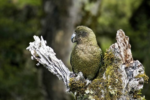 Kea (Nestor notabilis), South Island, New Zealand
