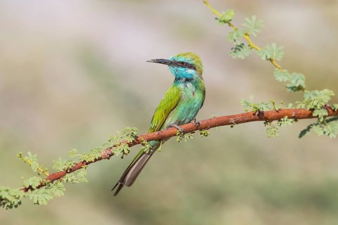 Green Bee-eater (Merops orientalis), Eilat, Israel