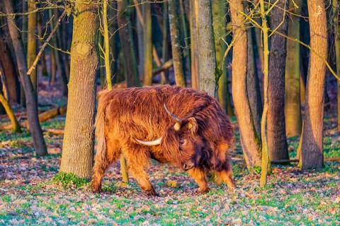 One Highland cow (Bos (primigenius) taurus) stands at a forest edge, scratching herself