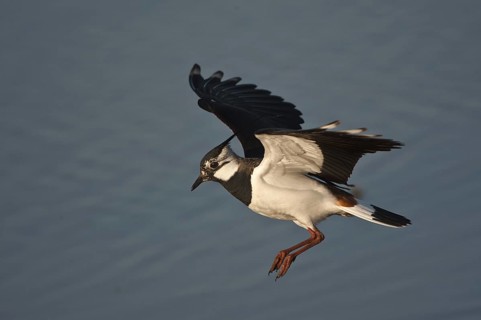 Northern Lapwing (Vanellus vanellus), Schleswig-Holstein, Germany