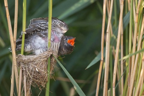 Common Cuckoo (Cuculus canorus) juvenile begging in nest of Eurasian Reed Warbler, Saxony-Anhalt,