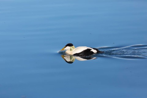 One male common eider, Somateria mollissima, swimming at Jökulsárlón glacier lagoon, Iceland