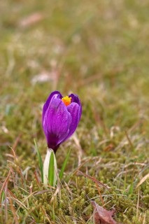 Crocus (Crocus) in spring in a meadow, blue flower, Wilnsdorf, North Rhine-Westphalia, Germany
