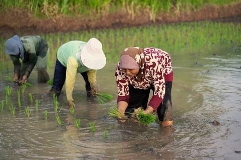 Indonesian farmers skillfully plant rice seedlings in lush paddy fields. This vital agricultural