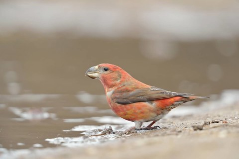 Nahrungsspezialist... Kiefernkreuzschnabel *Loxia pytyopsittacus*