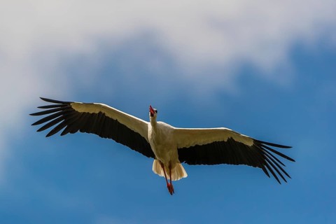 One white stork (Ciconia ciconia) in flight with blue sky in the background