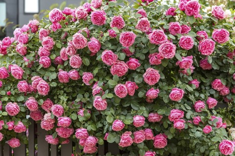 Bedding rose (Rosa LEONARDO DA VINCI), Wethavn, Sweden