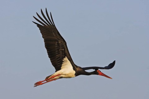 Black Stork (Ciconia nigra) flying, Lesvos, Greece